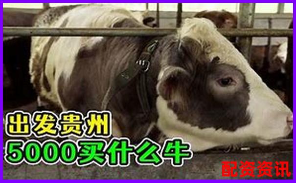 好牛配资的联系电话是多少 您是否急需知晓-股票杠杆可以几倍杠杆吗怎么算的呢